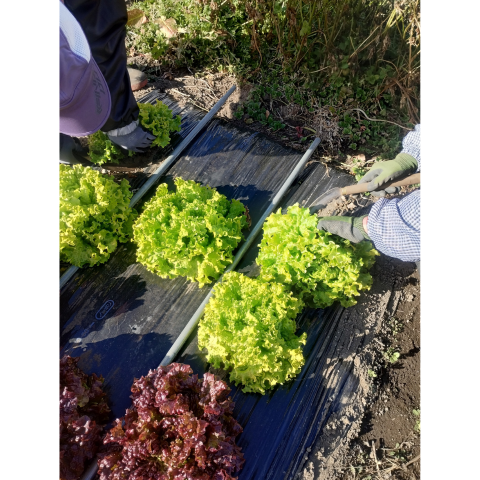 F���åȡ����Υ������ڥץ饰�ĥ��å�