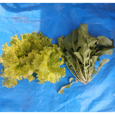 F���åȡ����Υ������ڥץ饰�ĥ��å�