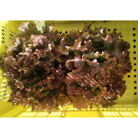 F���åȡ����Υ������ڥץ饰�ĥ��å�