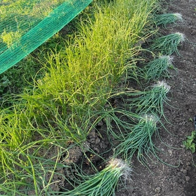 ������ڤ�ۥ��ޥͥ��ġ��������ݼ��Ⱥμ�