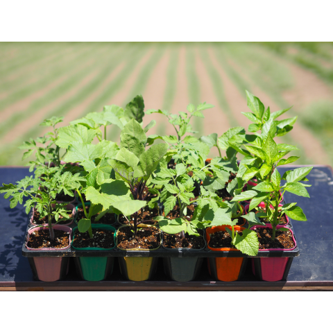 A���åȡ������ڱ����ͭ���ġ����ڥݥå��ĥ��å�