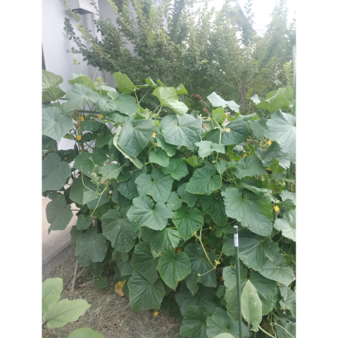 A���åȡ������ڱ����ͭ���ġ����ڥݥå��ĥ��å�