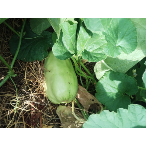 A���åȡ������ڱ����ͭ���ġ����ڥݥå��ĥ��å�