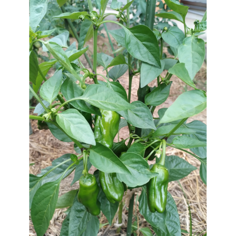 A���åȡ������ڱ����ͭ���ġ����ڥݥå��ĥ��å�