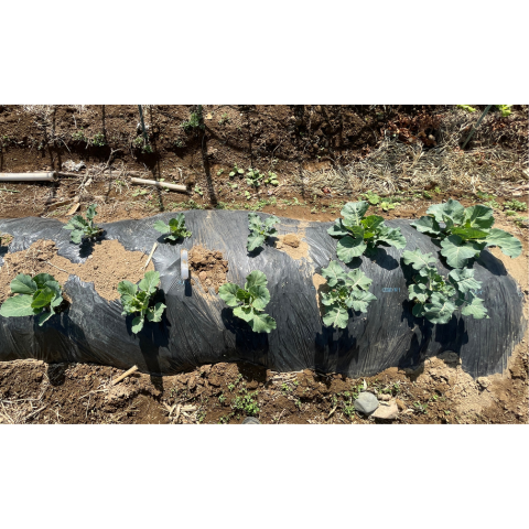 E���åȡ��դ�����ڥݥå��ĥ��å�