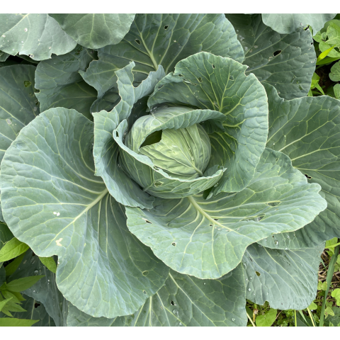 E���åȡ��դ�����ڥݥå��ĥ��å�