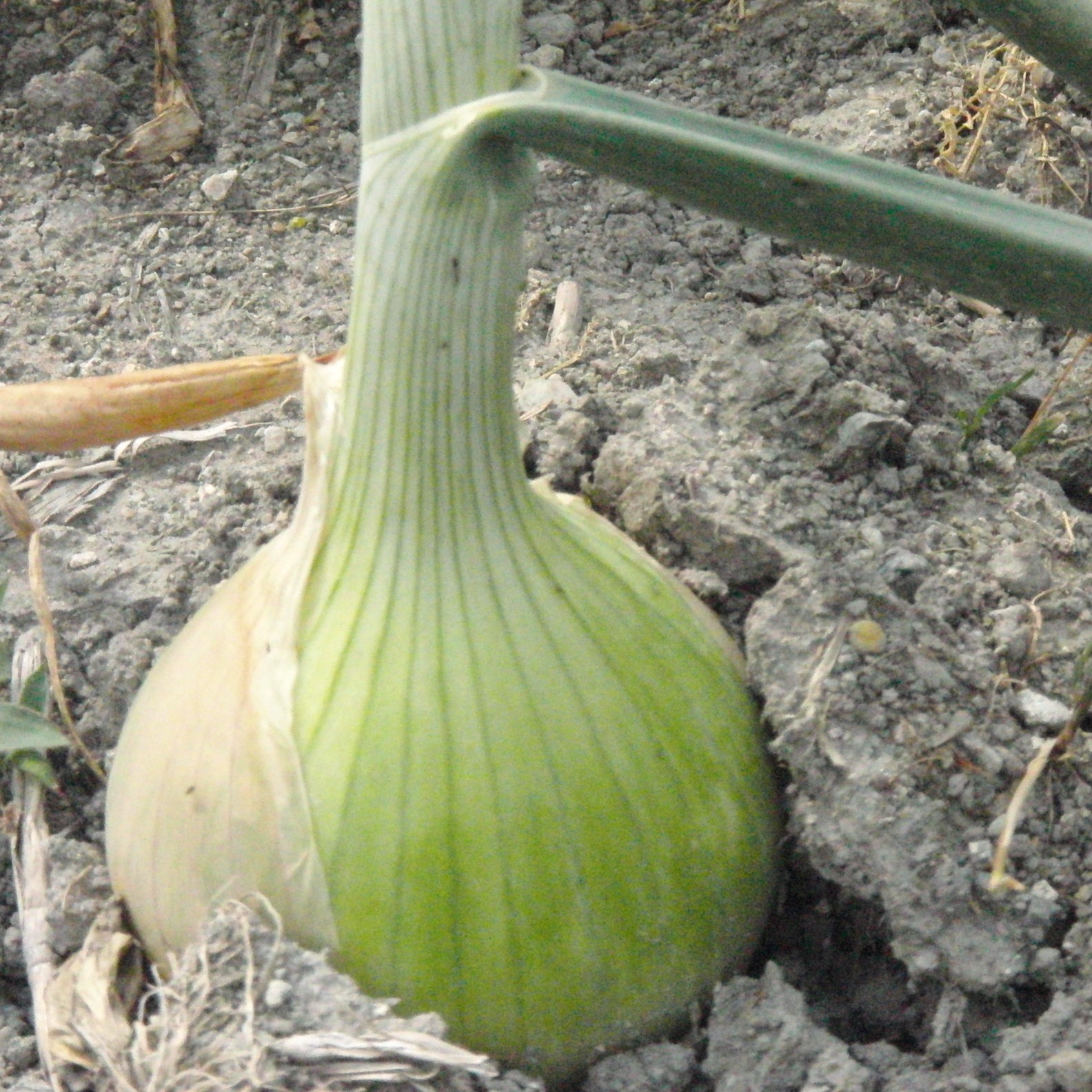 究極の和牛100％ハンバーグ　150ｇ×６個入