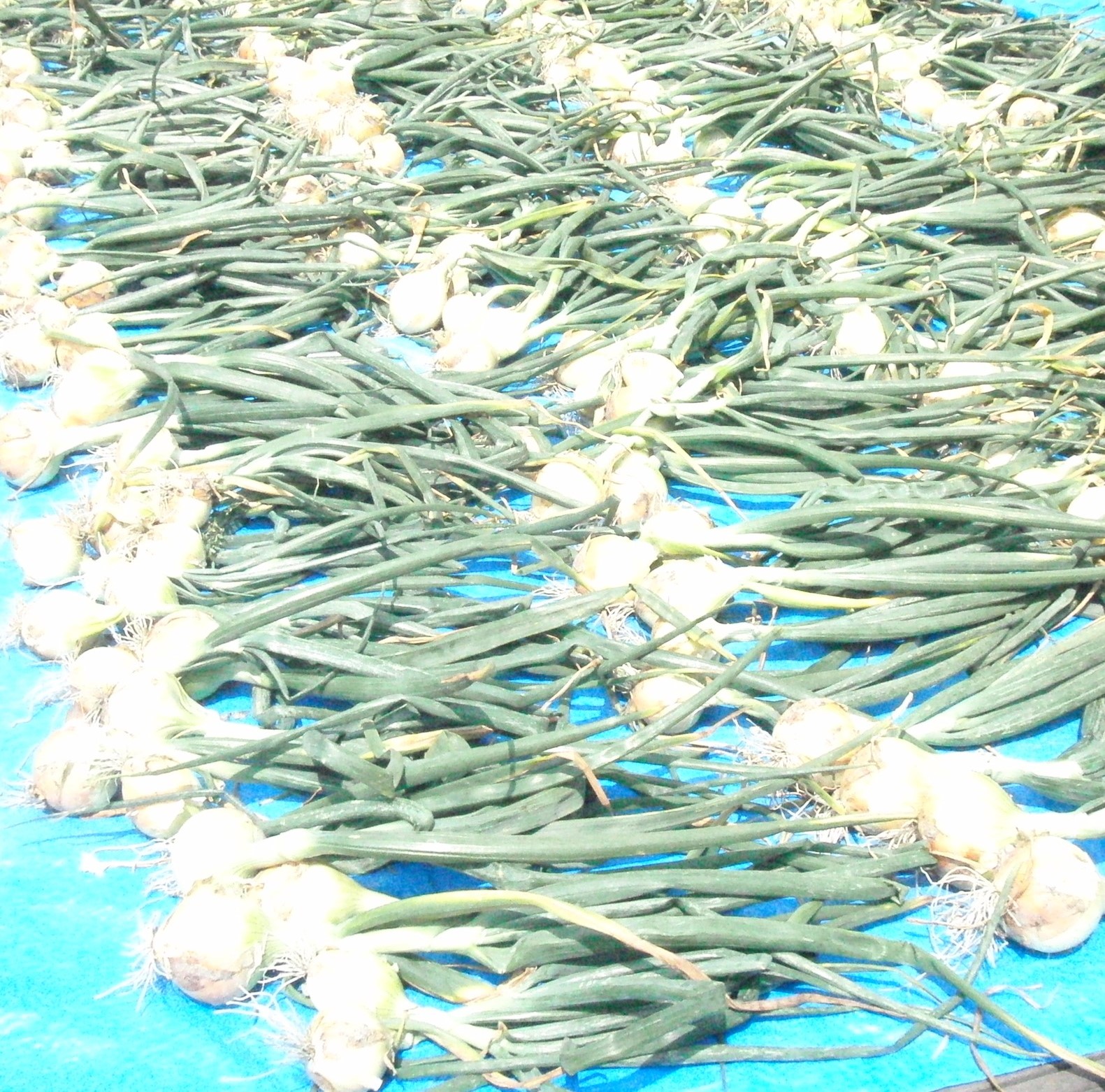 究極の和牛100％ハンバーグ　150ｇ×６個入