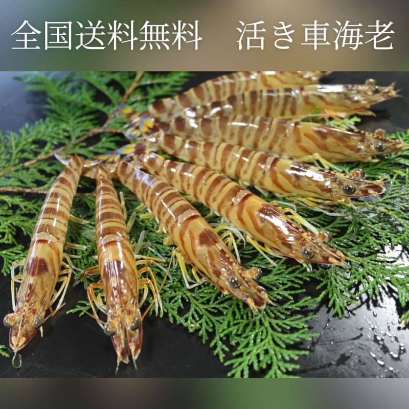 �褭�ֳ�Ϸ�ֳ�Ϸ����500g