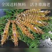 �褭�ֳ�Ϸ�ֳ�Ϸ����500g