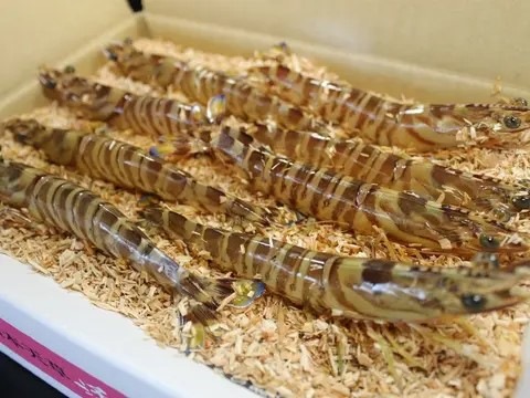 �褭�ֳ�Ϸ�ֳ�Ϸ����440g