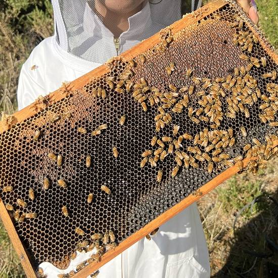 �ޥ���ƥ�Х졼 �ޥ̡���˪̪ 500g