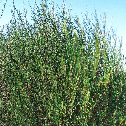 ��5��OFF�ۥ��������ͭ���륤�ܥ��ƥ��� 28��