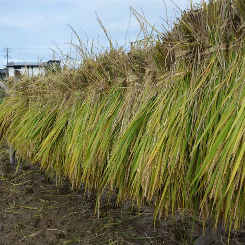 5OFFۡ6ǯ۱ ݤҤΤҤ  5kg