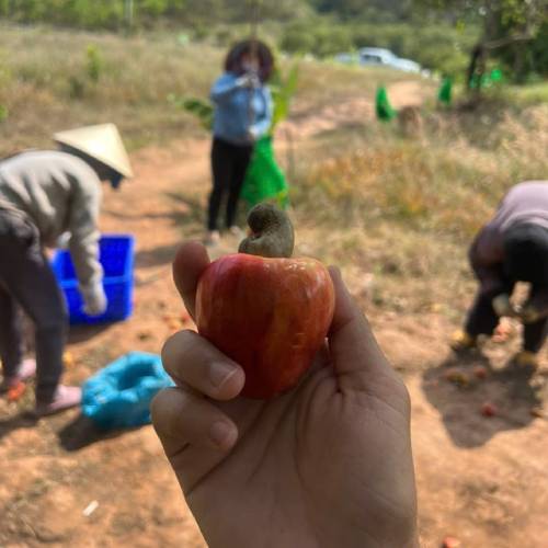 ��������ʥ����� ��������Υ����塼�ʥå� ���դ���̣ 70g