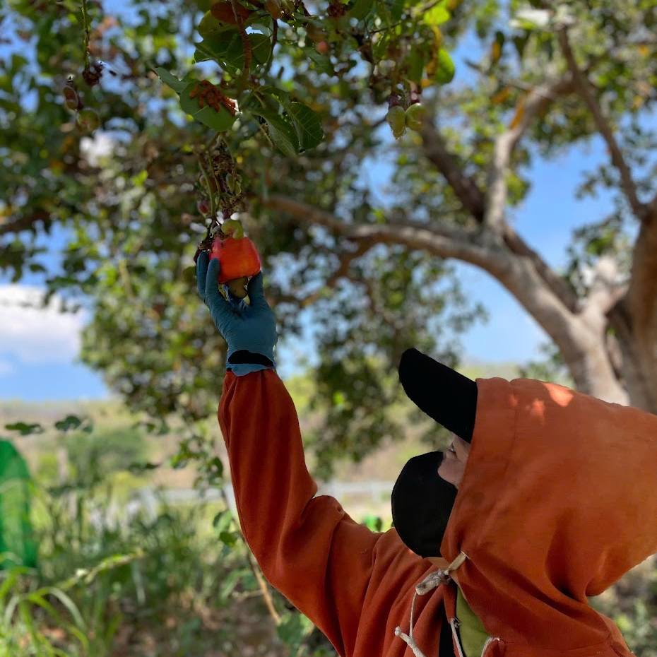 ʥ 塼ʥå εʳ 500g