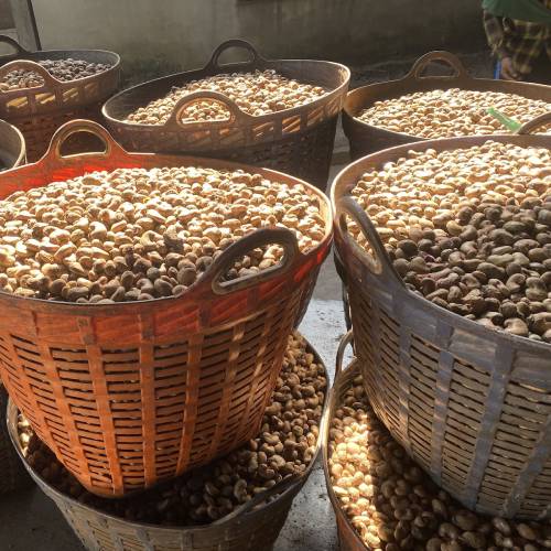 ʥ 塼ʥå εʳ 500g