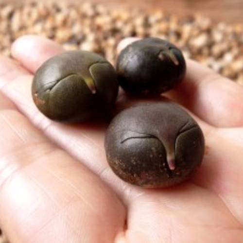 �ޥ�ʥåĥ���ѥˡ� �ޥ�ʥåĥ����ҡ��� 100g