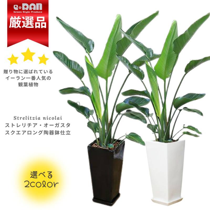 数量限定販売】 観葉植物 大型 ストレリチア オーガスタ 高さ約
