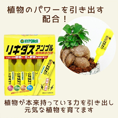 観葉植物用 活力液 リキダス アンプル【植物と一緒にご購入で送料無料
