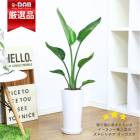 ͵ ȥ  80cm 饦ƫȭ    ޥץ쥼ȡڿ̸