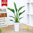 տʪ ȥ  6ȭ ⤵60cm ۥ磻ȥ󥰥ץȭ   դ  Ź͵  ġڿ̸