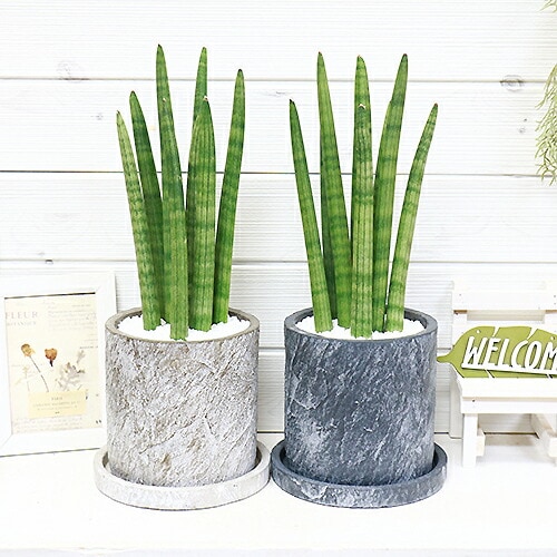 サンスベリア 5号 | 観葉植物通販HitoHana(ひとはな)
