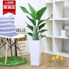 ڿ̸ տʪ ͵ ȥ  Ω ⤵90cm100cm ٤륹󥰹ƫȭ  