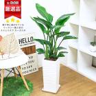 ڿ̸ۿ͵Υȥ  3Ω ⤵100cm ʥƫȭ  ˳Ļ  տʪ