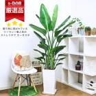 ڿ̸緿 ȥ  ʥۥ磻ƫȭ 3Ω 10極 緿 ⤵150cm〜160cm