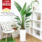 ȥ  ƫȭ Ω ⤵150cm 10極 緿 Strelitzia nicolai ˳Ļ֡ڿ̸