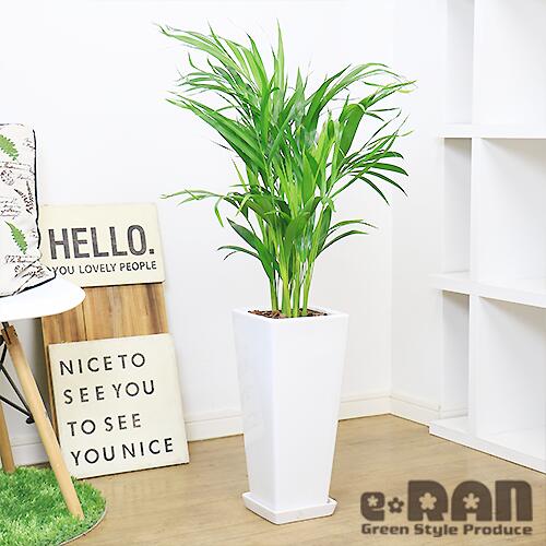高い素材】 スーパーアレカヤシ 観葉植物 陶器鉢付き 中型サイズ