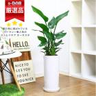 ȥ  ͵3Ω ⤵90100cm ۥ磻ƫȭ  դڿ̸