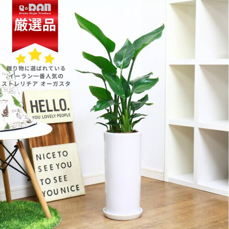 ストレリチア 9株　オレンジ花 中型鉢 約90cm ストレリチア 9株 オレンジ花 中型鉢 約90cm ハイビスカスロングライフ