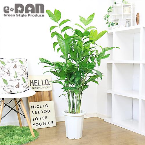 【数量限定販売】人気 観葉植物 高性チャメドレア 8号鉢 H130cm前後タイプ（チャメドレア・ミクロスパディクス）管理説明書 受皿付き  肥料小袋プレゼント【高性チャメ コウセイチャメ チャメドレア チャメ ヤシの木 Chamaedorea microspadix 室内 寒さに強い ...