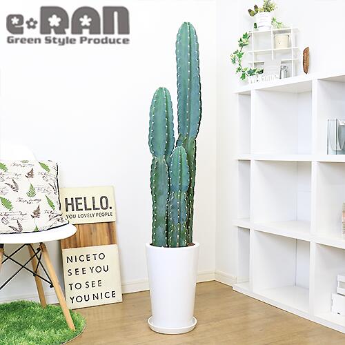 数量限定販売 人気のトゲ無し 柱サボテン H150cm前後 3本立 陶器鉢 白 管理説明書 受皿付 多肉植物 肥料小袋プレゼント 観葉植物 電磁波吸収 鬼面角トゲナシ サボテン キメンカク Cereus Hildmannianus ケレウス ヒルメニアナス ドライガーデン ロックガーデン