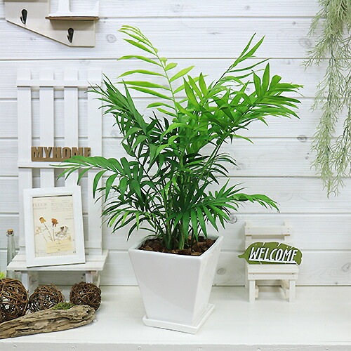 アレカヤシ観葉植物 約200cm 白鉢付き アレカヤシ観葉植物 約200cm 白