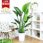 ͵Υȥ  10ȭ ⤵150cm 23Ω  դ ˳Ļ֡ڿ̸