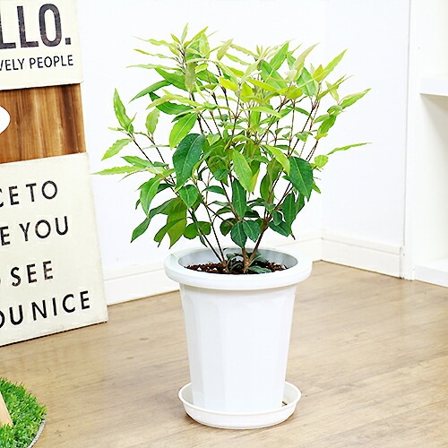 数量限定販売 柑橘系の香り レモンマートル 6号鉢 H65cm前後タイプ 管理説明書 受皿付き 肥料小袋プレゼント ギフト 観葉植物 ハーブ アロマ 苗 レモンよりレモンの香りがする植物 ハーブティー 有名 レモンマートルハーブティー ボタニカル ハーブガーデン サイズ