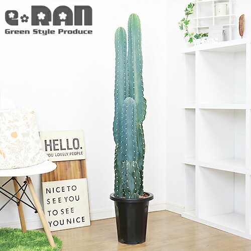 現品】柱サボテン ブランチ 10号 白鉢 (3) (電磁波観葉植物の 現品】柱サボテン ブランチ 10号 白鉢 (3) (電磁波観葉植物の