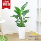 տʪ  ͵Υȥ  3Ω 8ȭ ץ饹åȭ  դ ڿ̸