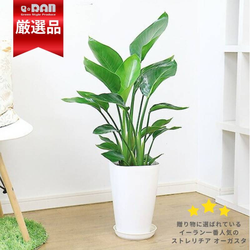 ストレチア　オーガスタ　8号　100cm 3株植え 観葉植物 ストレリチア（ストレチア）・オーガスタ 8号 「3株
