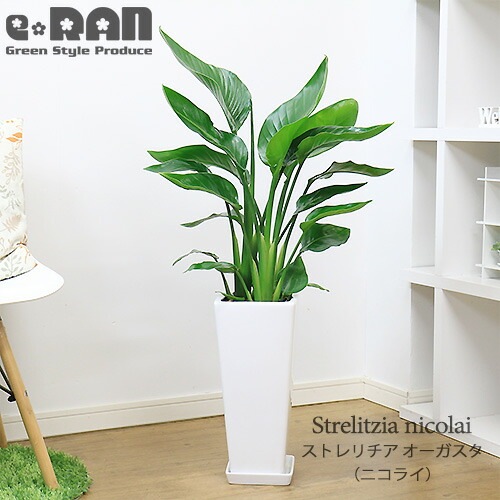 数量限定販売】人気の3株仕立 ストレリチア オーガスタ スクエア陶器鉢 