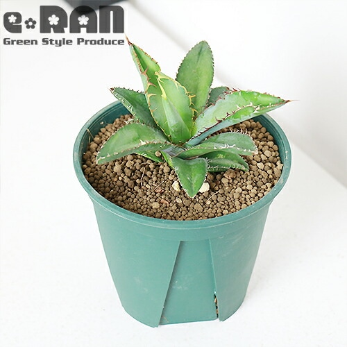 希少　Agaves 洋書　アガベ 限定数販売品】 希少種 アガベ チタノタ ブラックアンドブルー h15cm 4