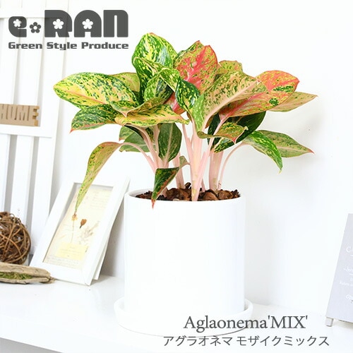 アグラオネマ※チャイナレッド希少 チャイナレッド♡アグラオネマ アグラオネマ※チャイナレッド希少 チャイナレッド♡アグラオネマ