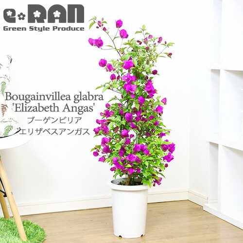 アナベルとエリンジウムのリース パンパスグラス グレベリア ドライ