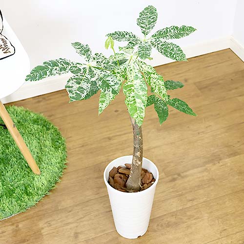 パキラ 斑入り 3本セット 観葉植物】パキラ ミルキーウェイ 3本立ち 10号