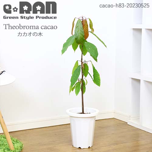 み❤️ 希少　花付き！特大カカオ苗木　チョコレートの木 希少カカオ苗木チョコレートの木