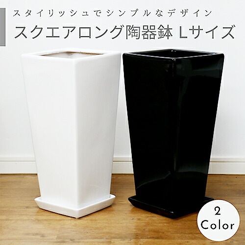 ラン科植物 陶器鉢入り 中型 スクエアロング陶器鉢 Lサイズ 選べる2カラー ホワイト ブラック