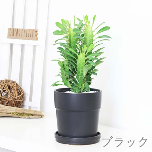 多肉植物 赤と緑の四角形鉢*4 多肉植物 赤と緑の四角形鉢*4